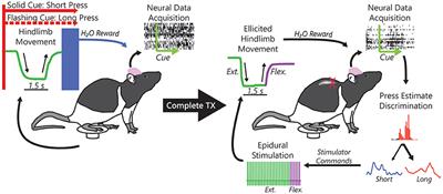 Restoration of Hindlimb Movements after Complete Spinal Cord Injury Using Brain-Controlled Functional Electrical Stimulation